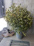 mistletoe