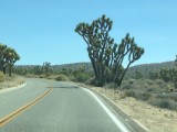 Joshua Tree