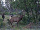 moose