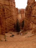 Bryce Navajo loop