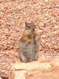 Bryce chipmunk