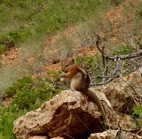 Chipmunk