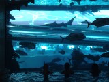 Aquarium met glijbaan hotel Golden Nugget