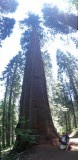 Sequoia's Merced Grove