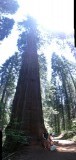 Sequoia's in Merced Grove, yosemite