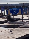 Pier 39
