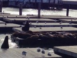 Pier 39 zeeleeuwen