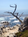 Ghosttree 17 mile drive
