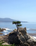 Lone Cyprus 17 mile drive Monterey