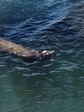 Zeeleeuwen in de haven van Morro Bay