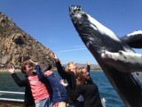 Walvis gespot met Sub Sea Tours Morro Bay