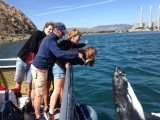 Walvis/Whale gespot met Sub Sea Tours