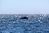 walvis rug