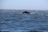 walvis rug