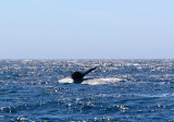 walvis staart