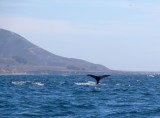 walvis staart