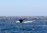 walvis staart