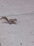 squirrel
