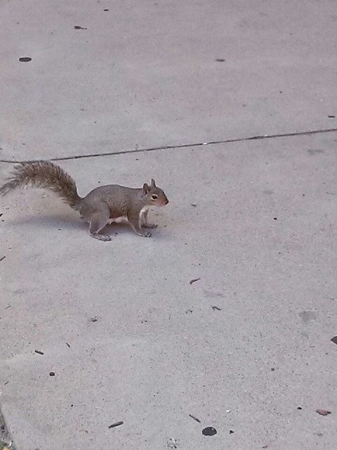 squirrel