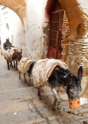 leven in de medina