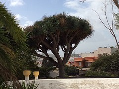 bijzondere plantengroei