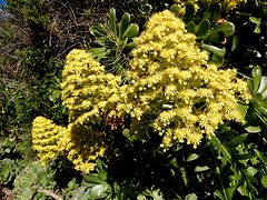 overal mooie bloemen