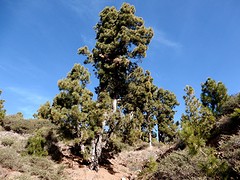 de la palma den