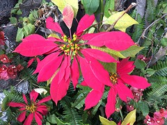 bloemen uit eigen tuin...