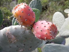 cactusvruchtjes