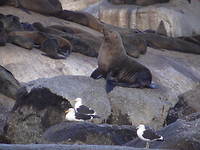 zeehondencolonie