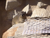 dassie