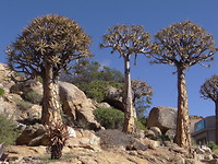 Kokerbomen
