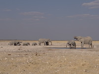 safari