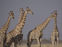 safari