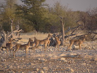safari