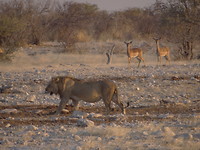 safari