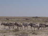 safari