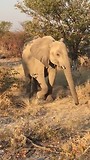 safari Etosha