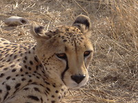 cheetah