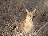 caracal
