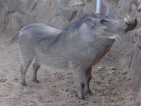 wrattenzwijn