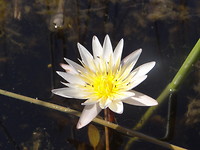 bloem