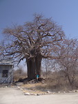 baobab boom