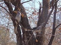 Neushoornvogel
