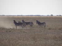 op de zoutpan