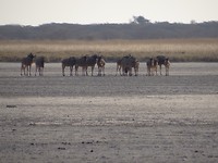 gnoes op de pan