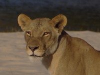 lion