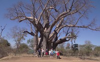 de grote Baobab