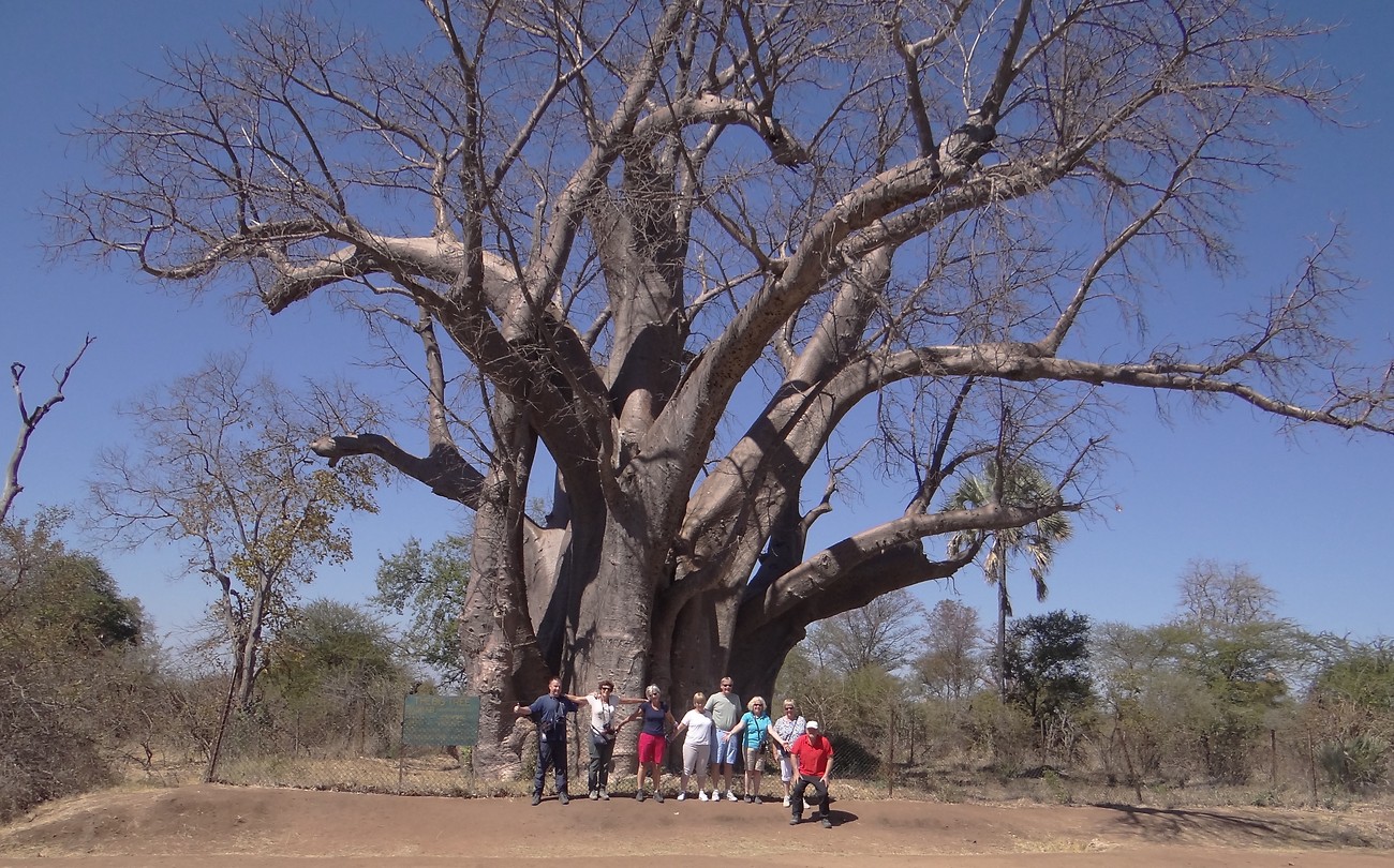 de grote Baobab