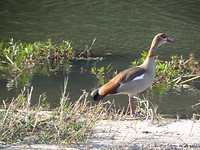 vogel 1